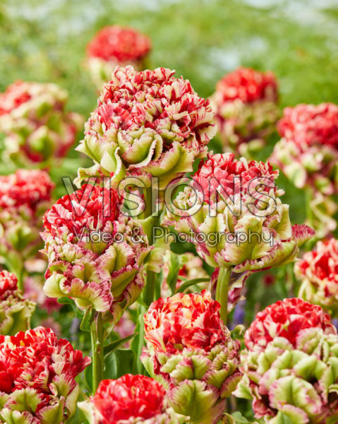 Tulipa Double Flaming Bird Tulipa Double Flaming Bird