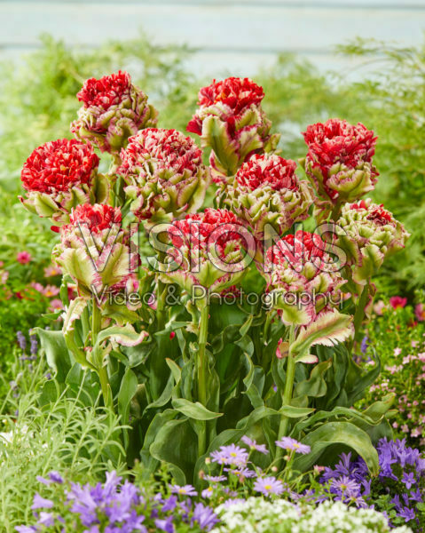 Tulipa Double Flaming Bird Tulipa Double Flaming Bird