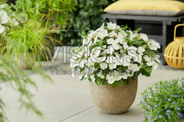 Hydrangea Runaway Bride®