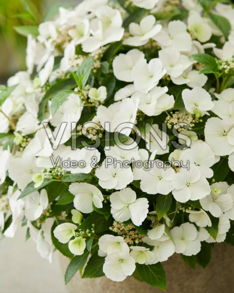 Hydrangea Runaway Bride® Hydrangea Runaway Bride®