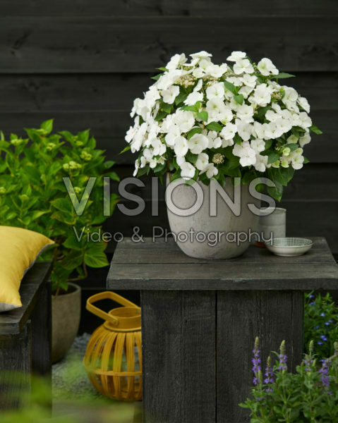 Hydrangea Runaway Bride® Hydrangea Runaway Bride®