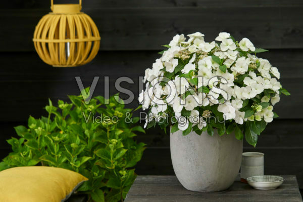 Hydrangea Runaway Bride® Hydrangea Runaway Bride®