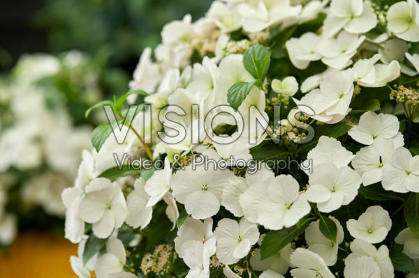 Hydrangea Runaway Bride® Hydrangea Runaway Bride®