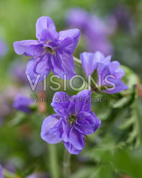 Geranium pratense Azure Skies Geranium pratense Azure Skies