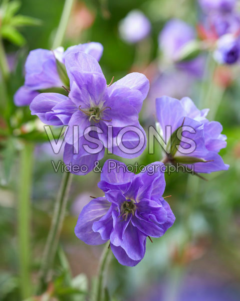 Geranium pratense Azure Skies Geranium pratense Azure Skies