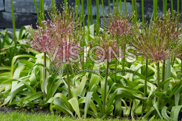 Allium Allium