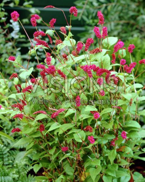 Persicaria amplexicaulis var. pendula Persicaria amplexicaulis var. pendula
