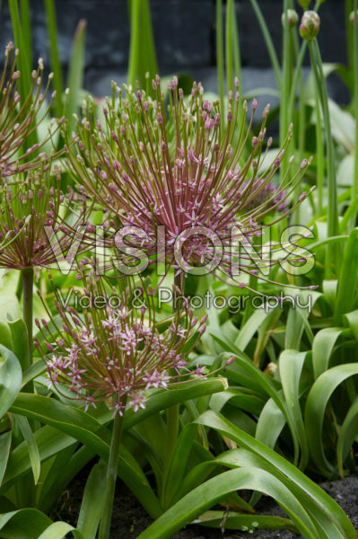 Allium Allium