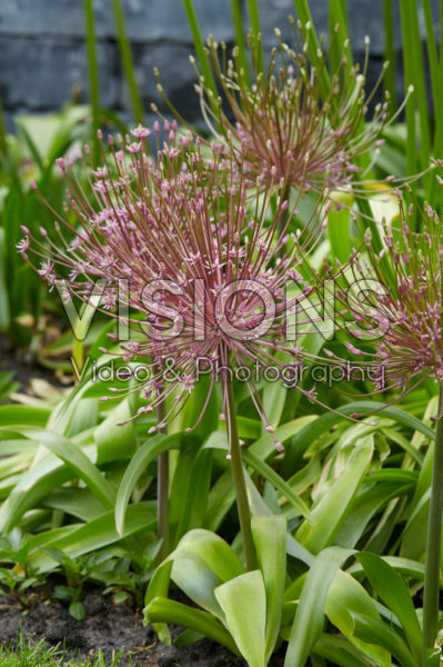 Allium