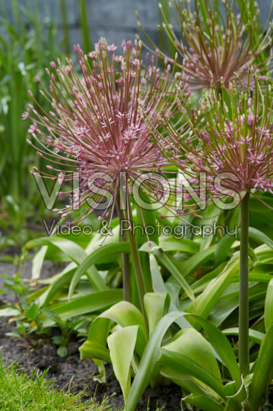 Allium Allium