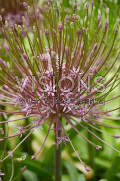 Allium Allium