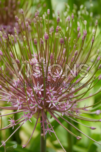 Allium Allium