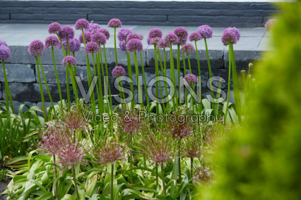 Allium Allium
