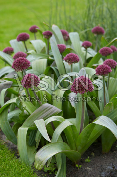 Allium Allium