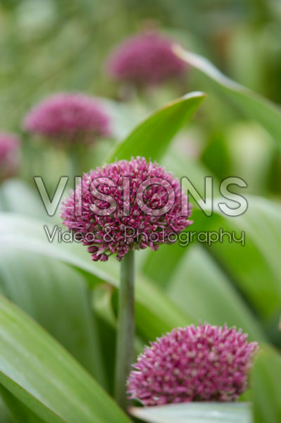Allium
