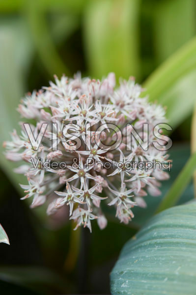 Allium