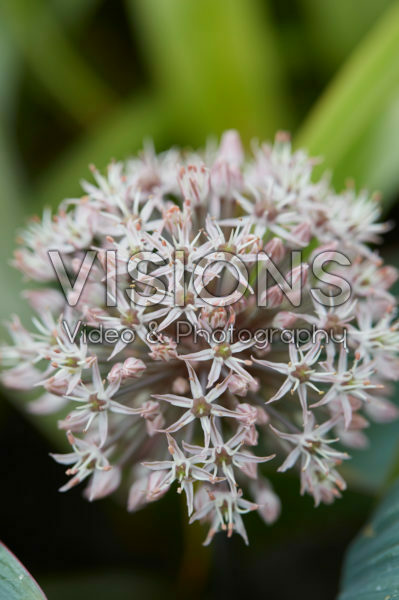 Allium Allium