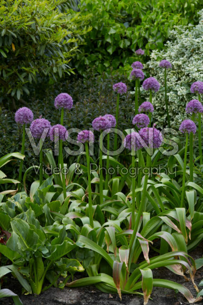Allium Allium
