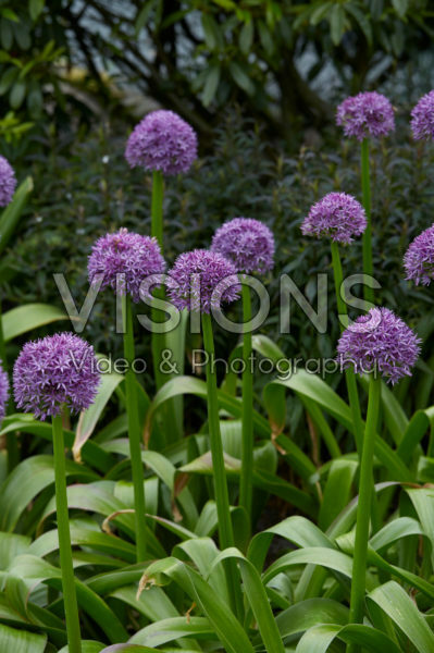 Allium
