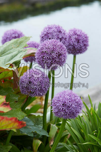 Allium