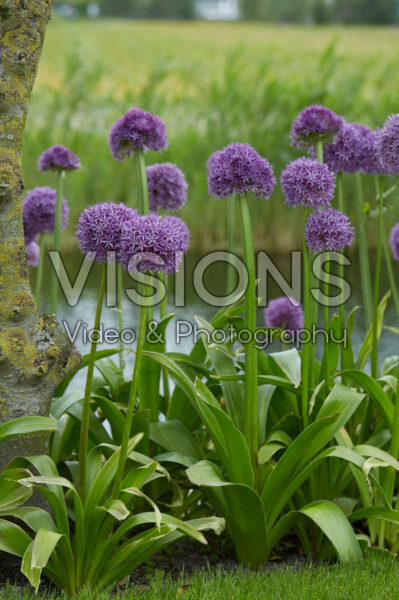 Allium Allium