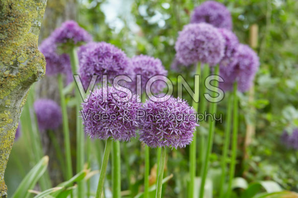 Allium Allium