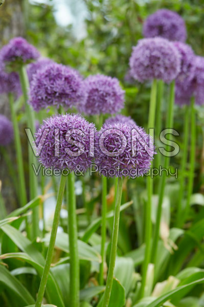 Allium