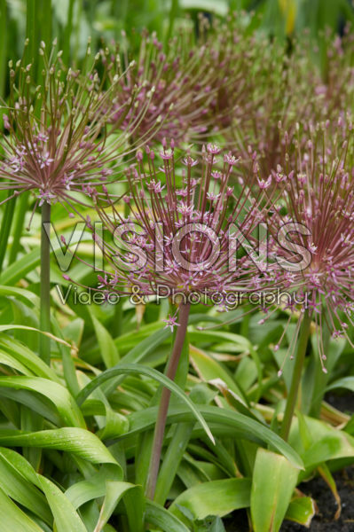 Allium Allium