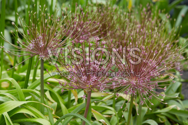 Allium Allium
