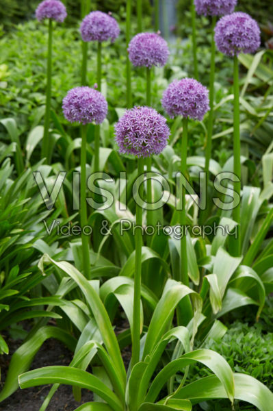 Allium