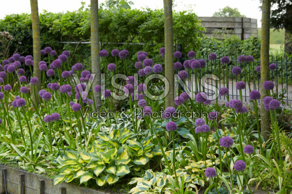 Allium, Hosta