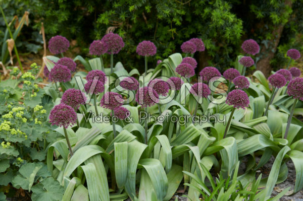 Allium