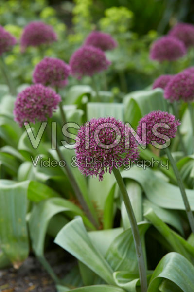 Allium