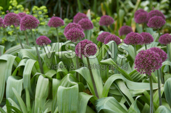 Allium