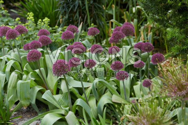 Allium Allium