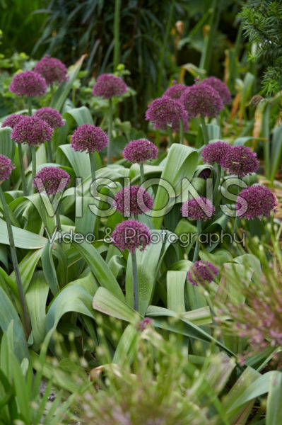 Allium