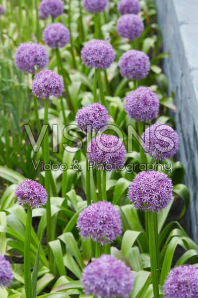 Allium