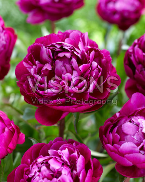 Paeonia Peter Brand Paeonia Peter Brand