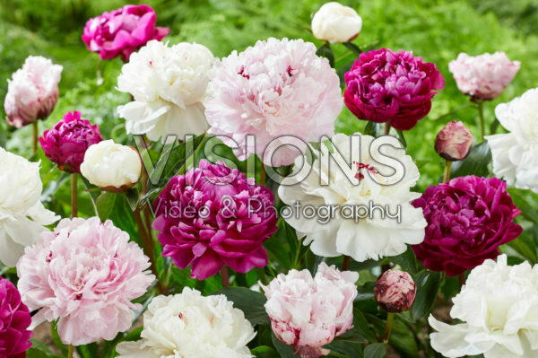 Paeonia mixed Paeonia mixed