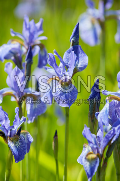 Iris sibirica Fran's Gold