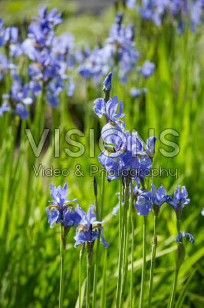 Iris sibirica Fran's Gold Iris sibirica Fran's Gold