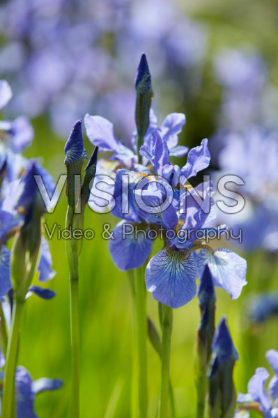 Iris sibirica Fran's Gold Iris sibirica Fran's Gold