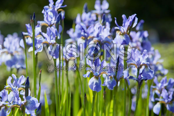 Iris sibirica Fran's Gold