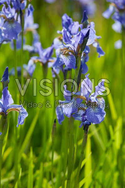 Iris sibirica Fran's Gold Iris sibirica Fran's Gold