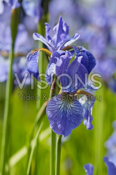 Iris sibirica Fran's Gold Iris sibirica Fran's Gold