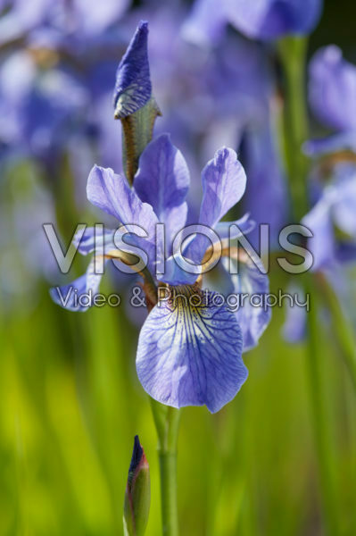 Iris sibirica Fran's Gold Iris sibirica Fran's Gold