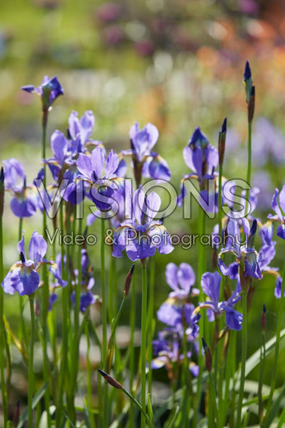 Iris sibirica Fran's Gold
