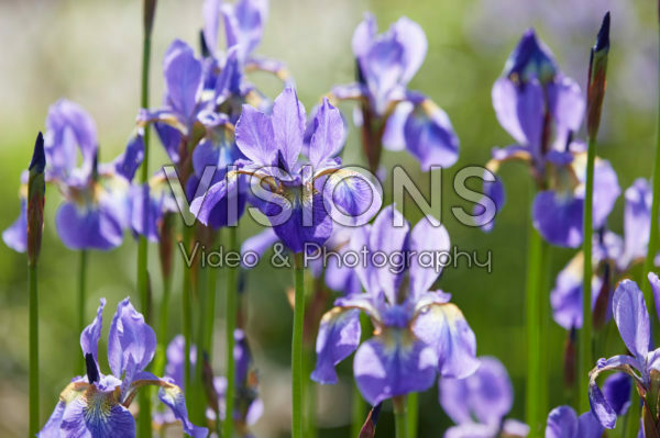 Iris sibirica Fran's Gold Iris sibirica Fran's Gold
