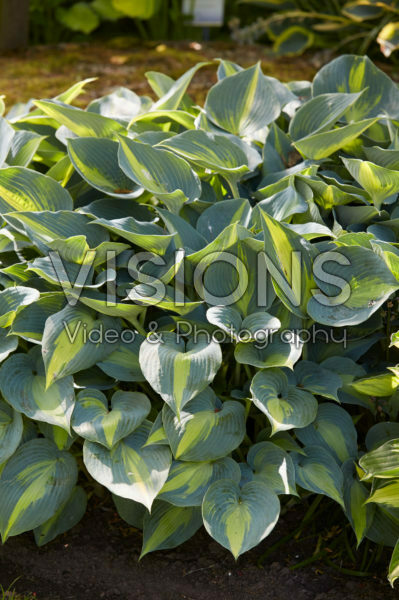 Hosta Catherine