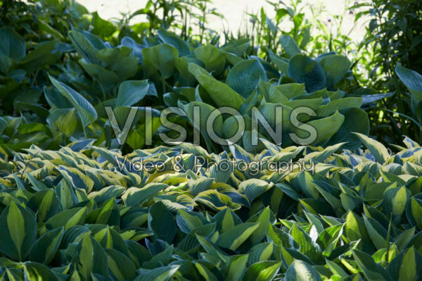 Hosta garden Hosta garden